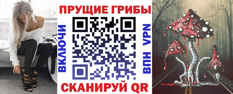 где купить   Абакан  Галлюциногенные грибы GOLDEN TEACHER 